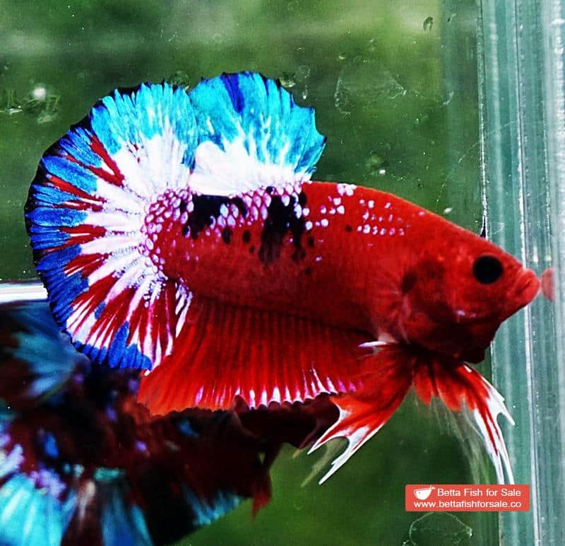 Betta fish HMPK Fancy Hell Boy - Image 3
