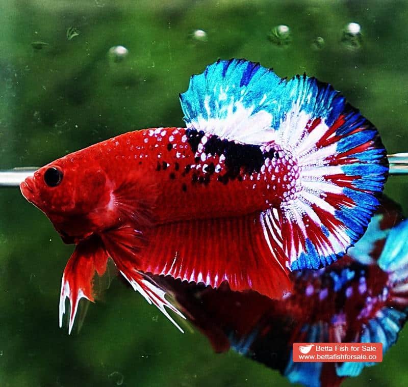 Betta fish HMPK Fancy Hell Boy - Image 4