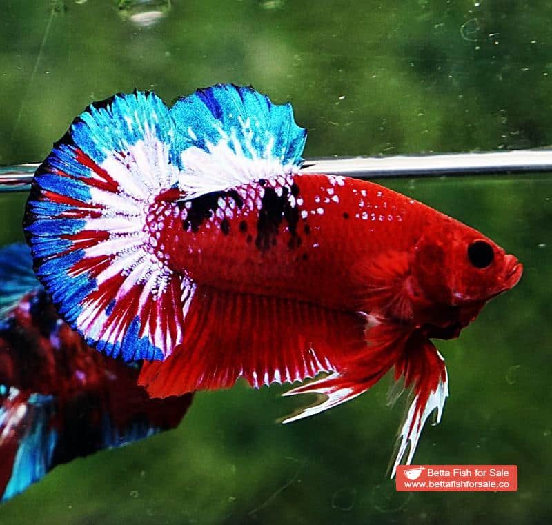 Betta fish HMPK Fancy Hell Boy - Image 5