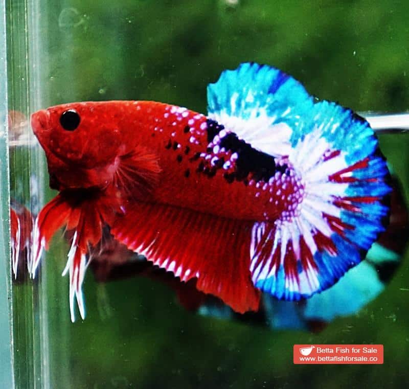 Betta fish HMPK Fancy Hell Boy - Image 2