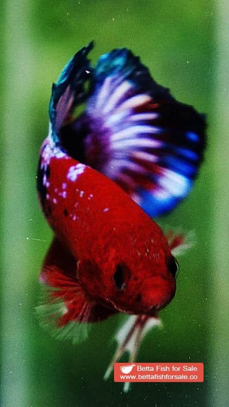 Betta fish HMPK Fancy Hell Boy - Image 6