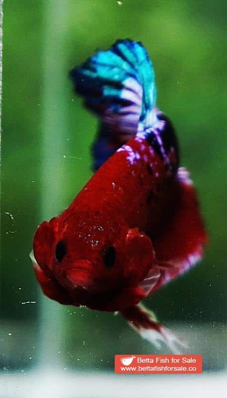Betta fish HMPK Fancy Hell Boy - Image 7