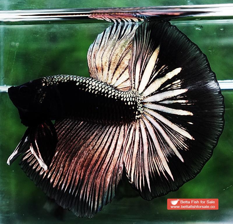 Betta fish OHM King Shadow Black Gold Armor Series (Rare) - Image 2