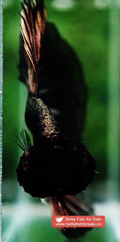 Betta fish OHM King Shadow Black Gold Armor Series (Rare) - Image 7