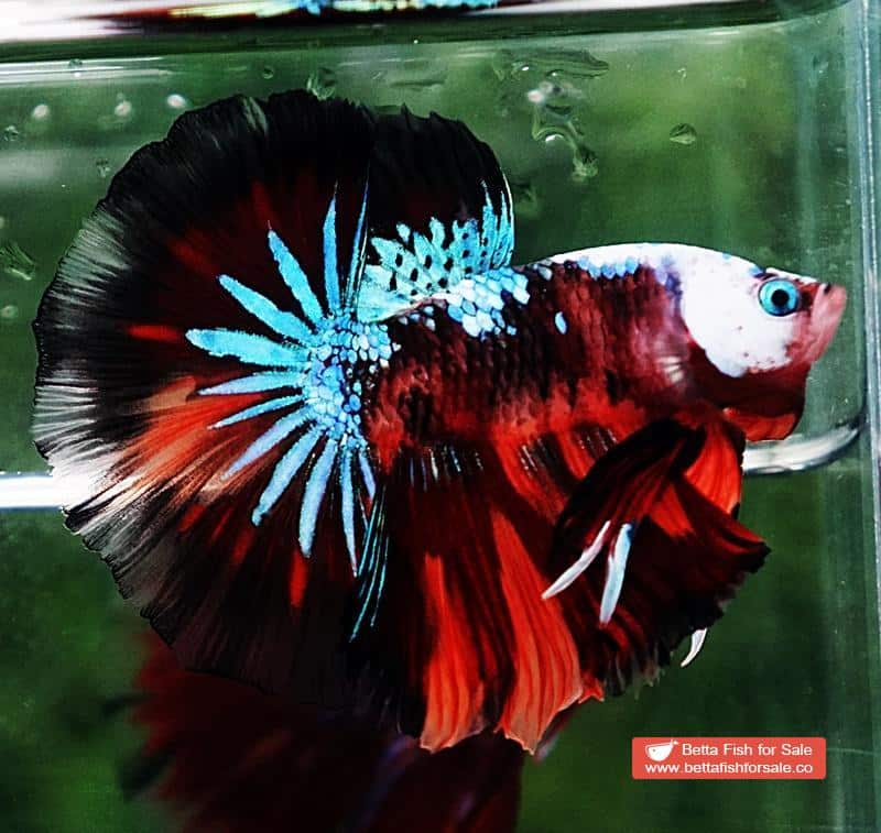 Betta fish OHM Dark Candy Warrior Helmet Marking - Image 4