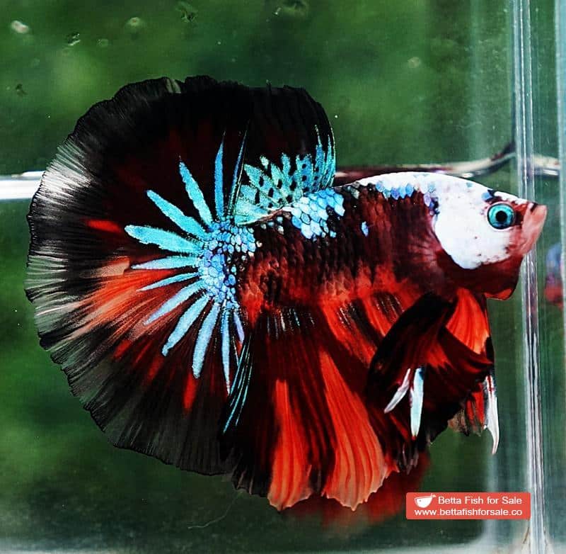 Betta fish OHM Dark Candy Warrior Helmet Marking - Image 5