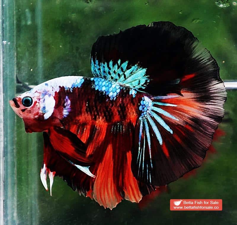 Betta fish OHM Dark Candy Warrior Helmet Marking - Image 6