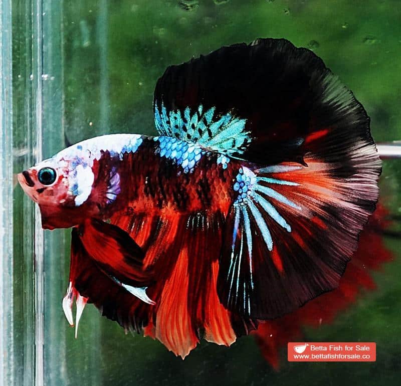 Betta fish OHM Dark Candy Warrior Helmet Marking - Image 3