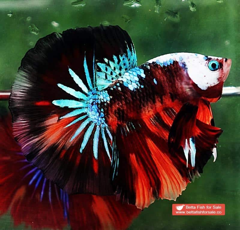 Betta fish OHM Dark Candy Warrior Helmet Marking - Image 2