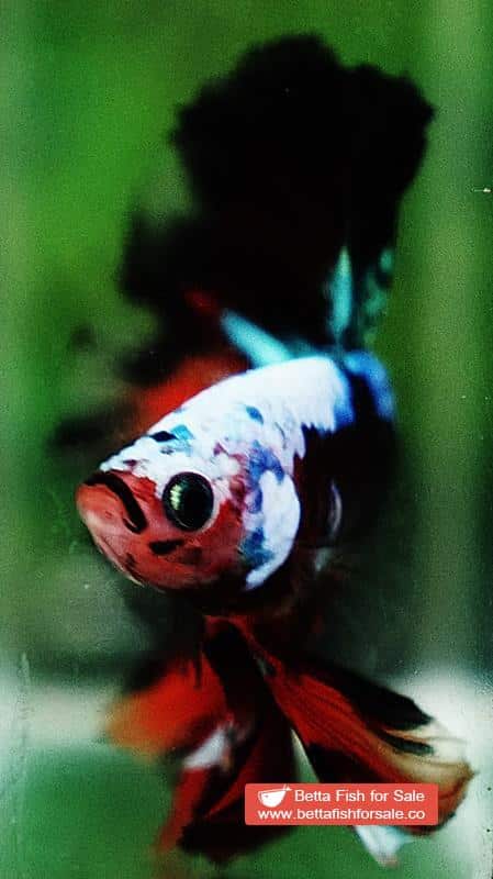 Betta fish OHM Dark Candy Warrior Helmet Marking - Image 7