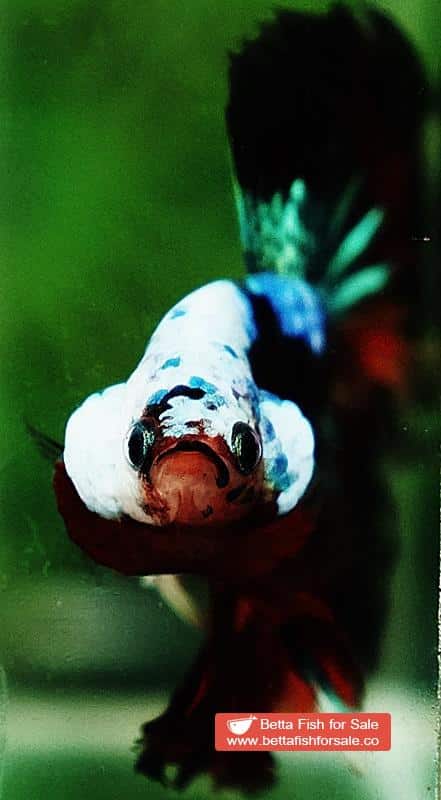 Betta fish OHM Dark Candy Warrior Helmet Marking - Image 8