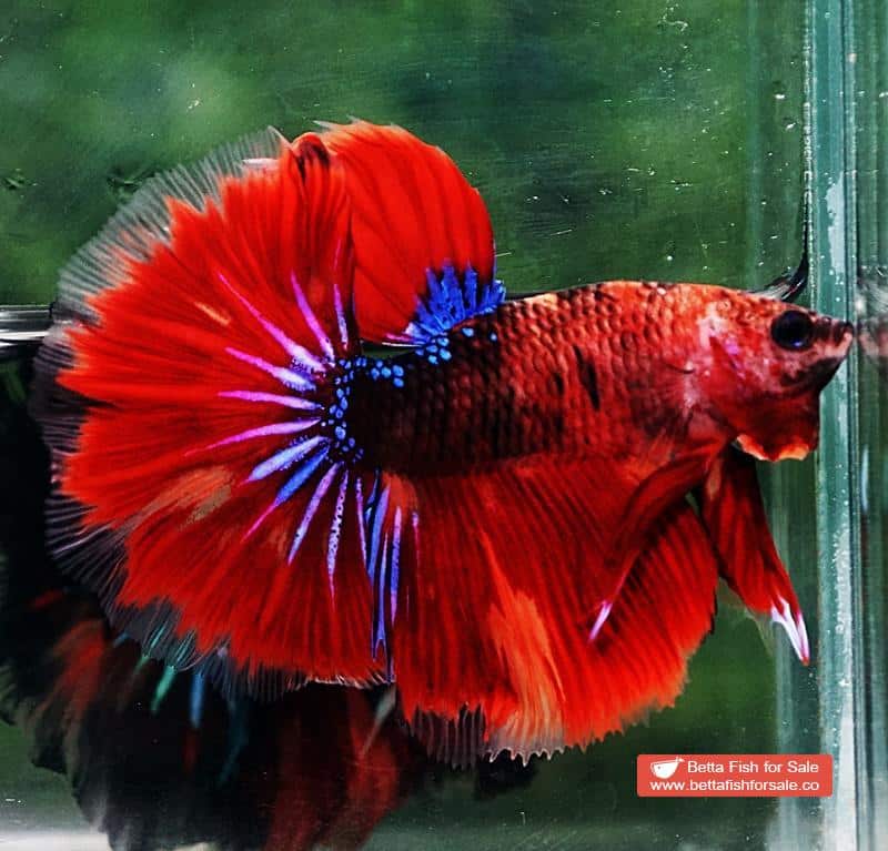 Betta fish OHM Devil Red Tiger On Fire - Image 4