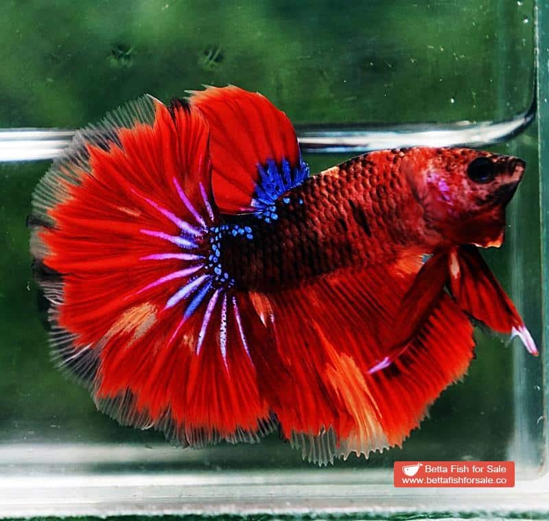Betta fish OHM Devil Red Tiger On Fire - Image 2