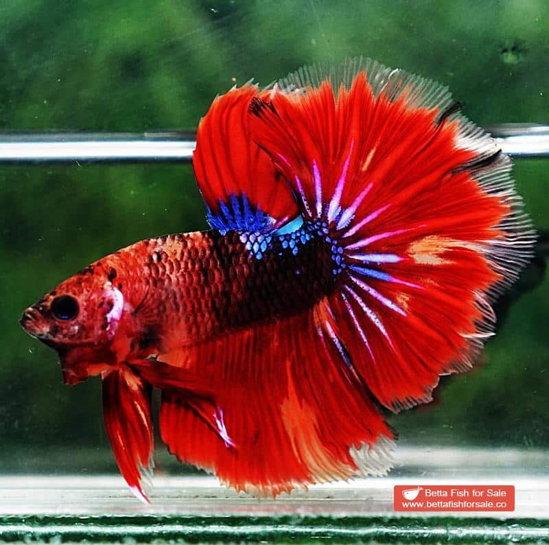 Betta fish OHM Devil Red Tiger On Fire - Image 3