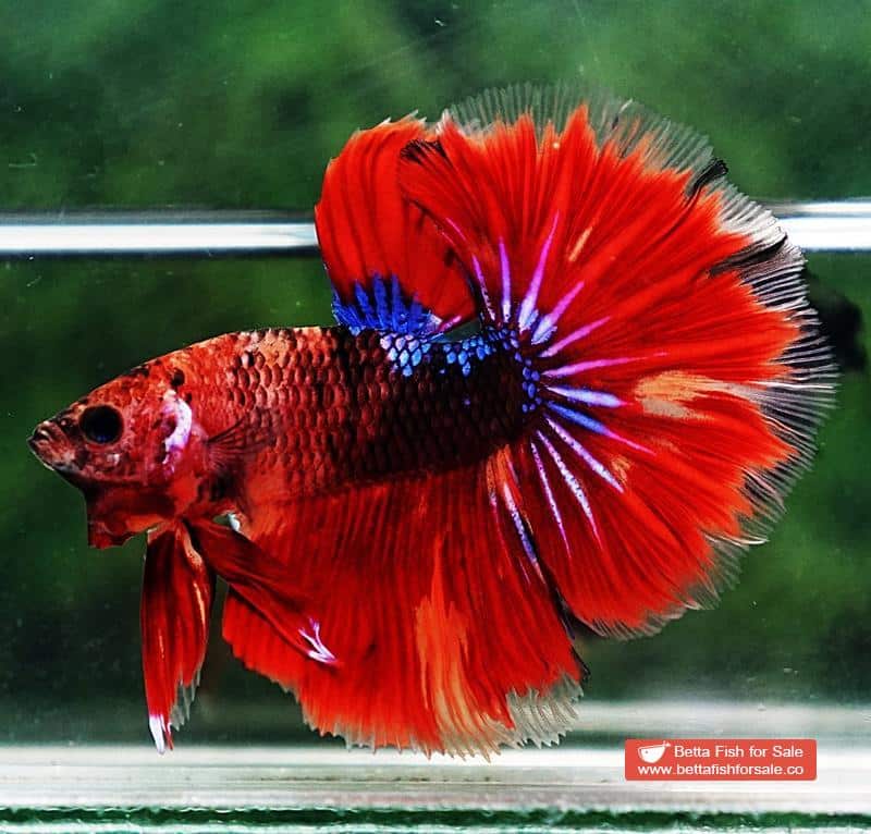 Betta fish OHM Devil Red Tiger On Fire - Image 5
