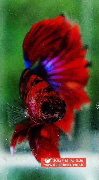 Betta fish OHM Devil Red Tiger On Fire - Image 6