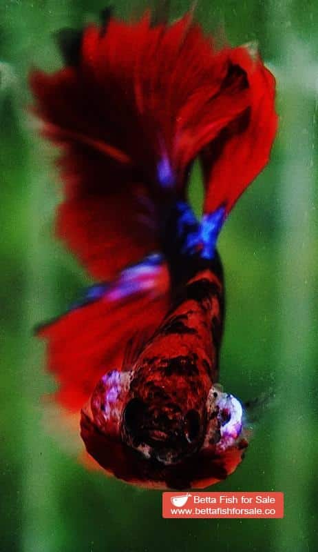Betta fish OHM Devil Red Tiger On Fire - Image 7