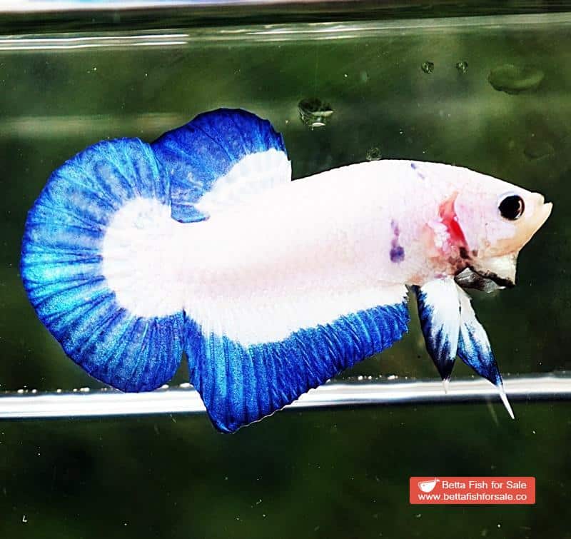 Betta fish HMPK Blue Rim Marble - Image 2
