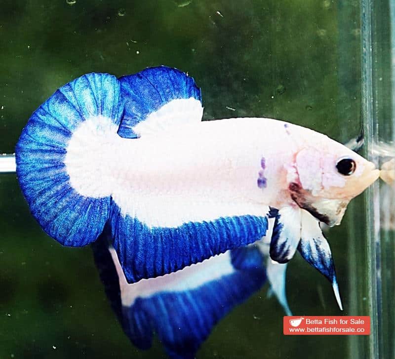 Betta fish HMPK Blue Rim Marble - Image 4