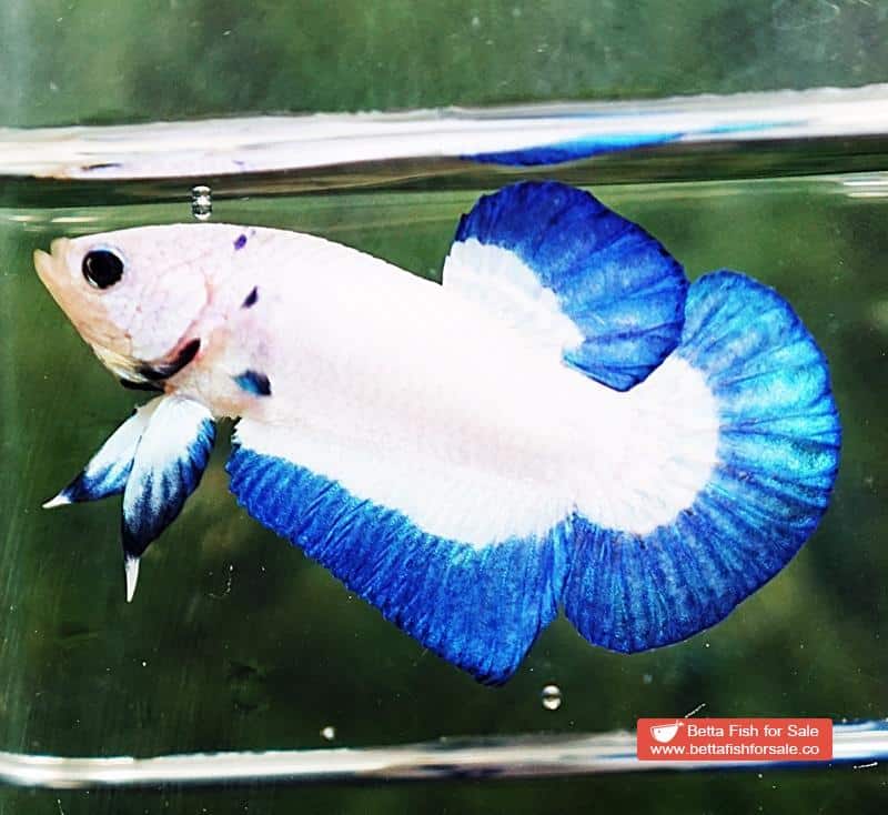 Betta fish HMPK Blue Rim Marble - Image 3
