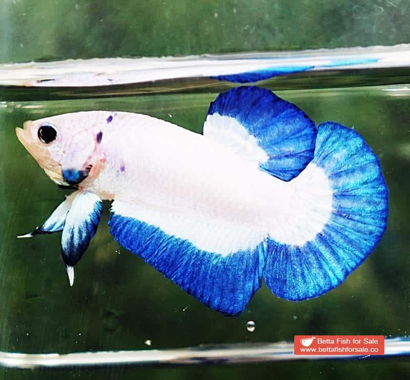 Betta fish HMPK Blue Rim Marble - Image 5