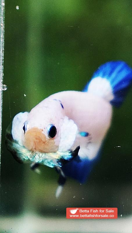 Betta fish HMPK Blue Rim Marble - Image 6
