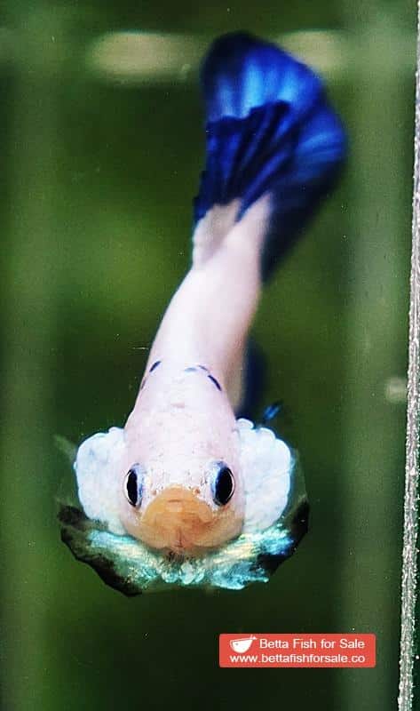 Betta fish HMPK Blue Rim Marble - Image 7
