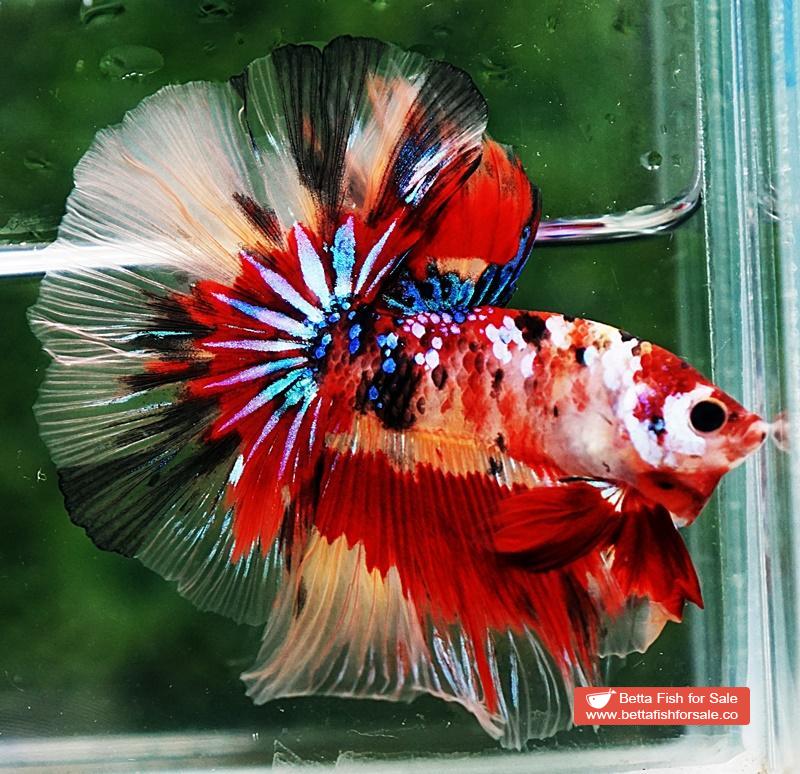 Betta fish OHM Multicolor Candy Nemo AOC - Image 2