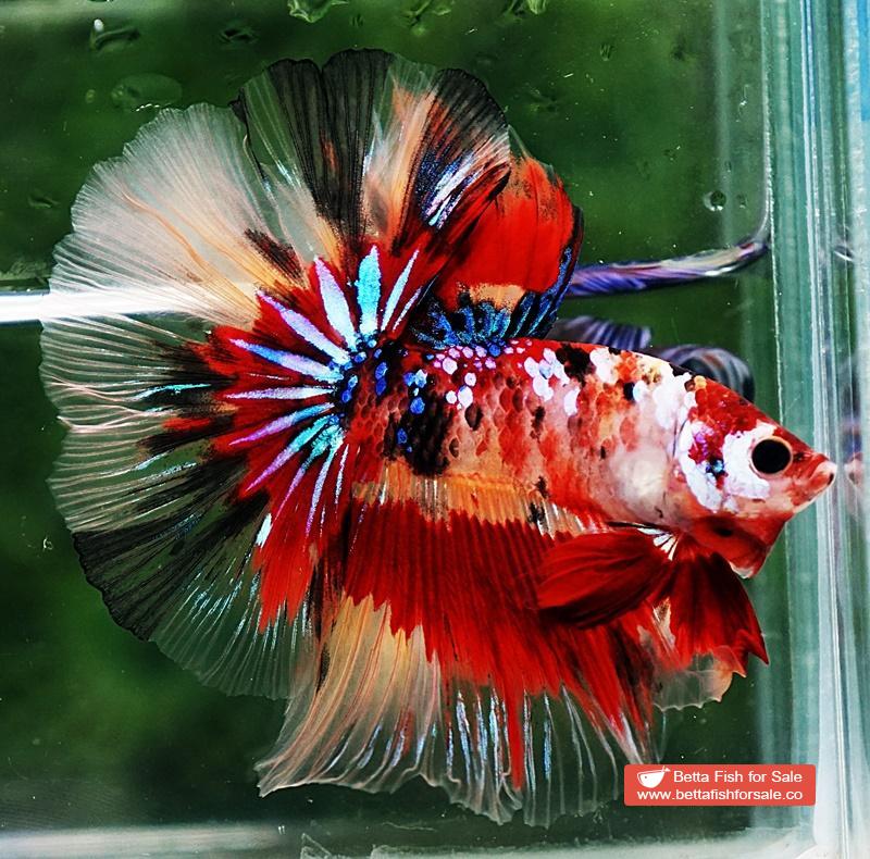 Betta fish OHM Multicolor Candy Nemo AOC - Image 4
