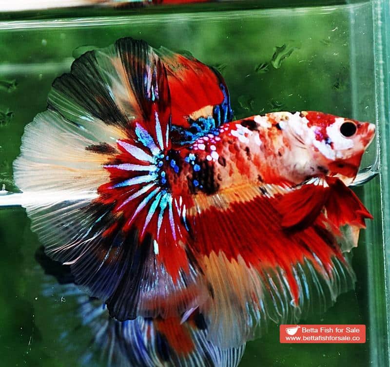 Betta fish OHM Multicolor Candy Nemo AOC - Image 6