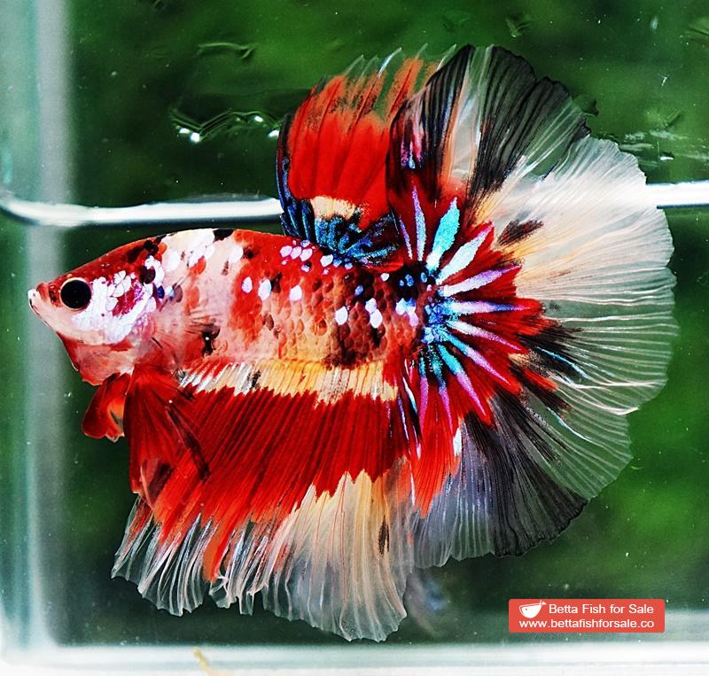 Betta fish OHM Multicolor Candy Nemo AOC - Image 5
