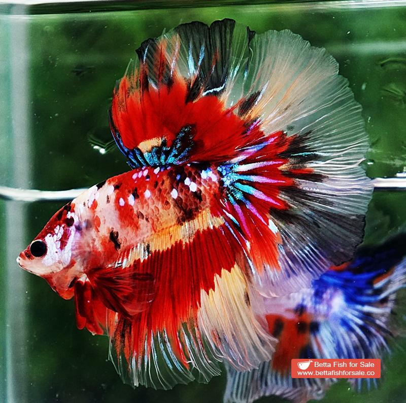 Betta fish OHM Multicolor Candy Nemo AOC - Image 3