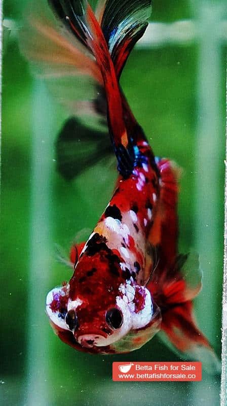 Betta fish OHM Multicolor Candy Nemo AOC - Image 7