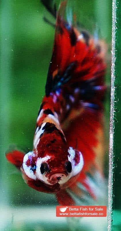 Betta fish OHM Multicolor Candy Nemo AOC - Image 8