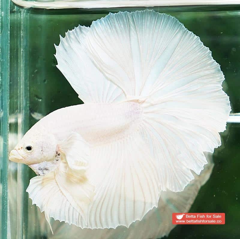 Betta fish OHM Prince of Rose White Dumbo - Image 2
