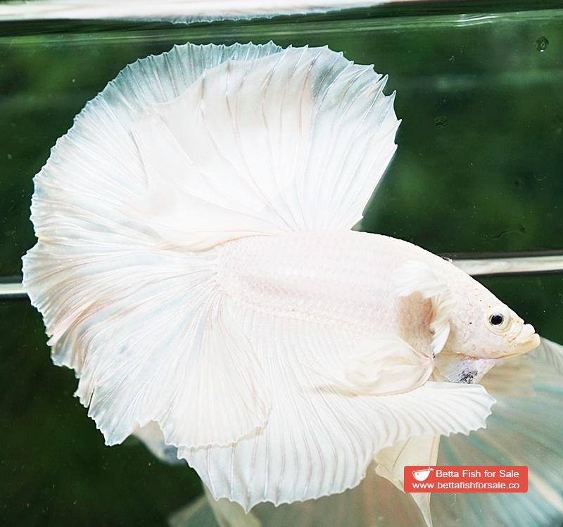 Betta fish OHM Prince of Rose White Dumbo - Image 3