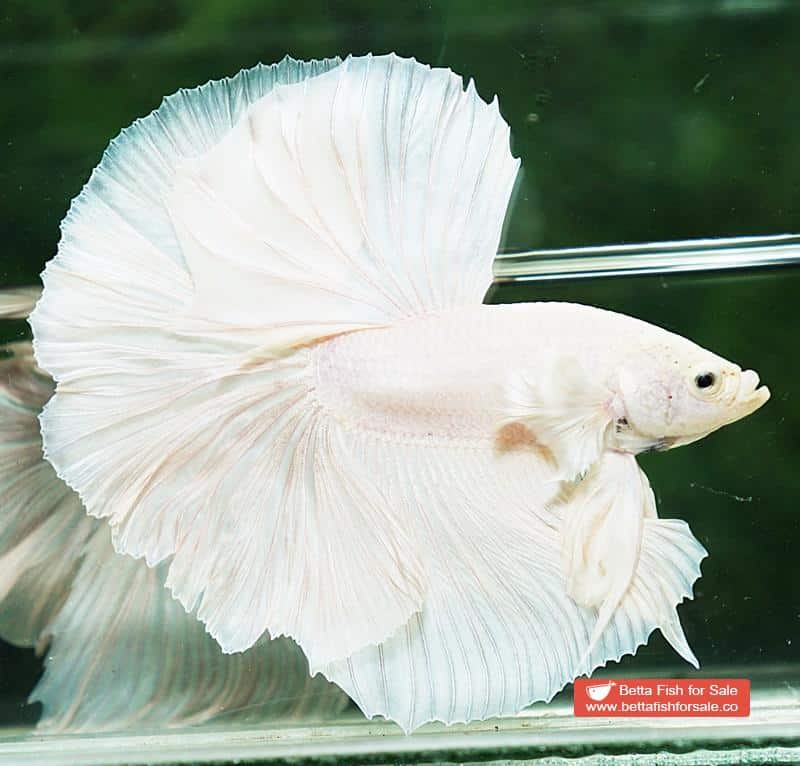 Betta fish OHM Prince of Rose White Dumbo - Image 5