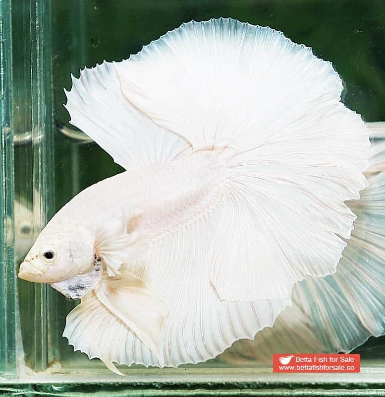 Betta fish OHM Prince of Rose White Dumbo - Image 4