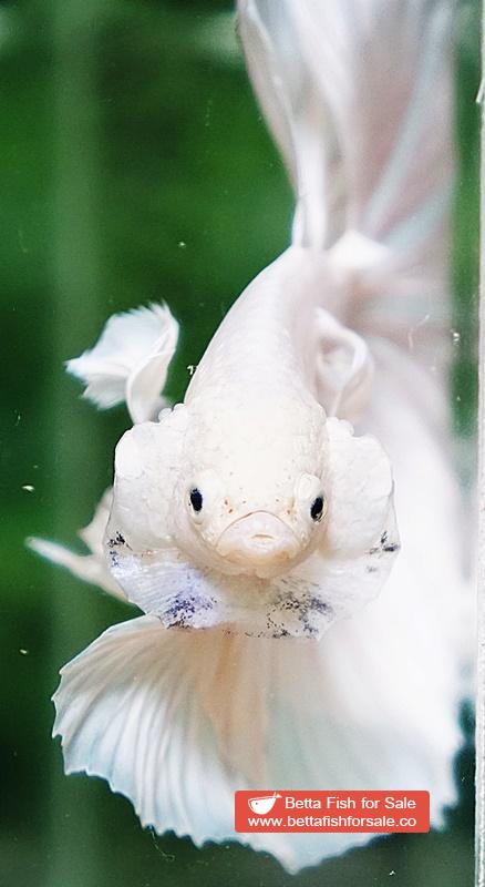 Betta fish OHM Prince of Rose White Dumbo - Image 6