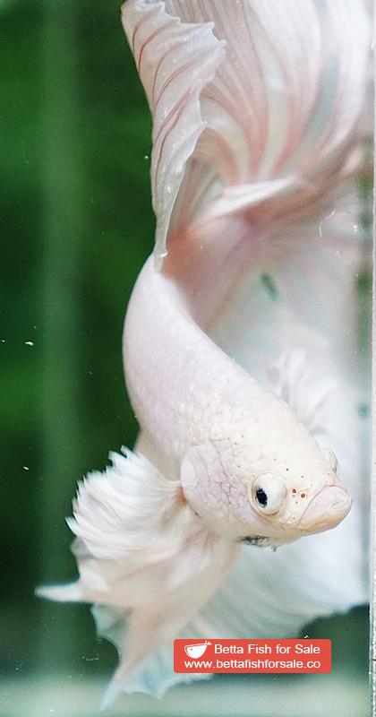 Betta fish OHM Prince of Rose White Dumbo - Image 7
