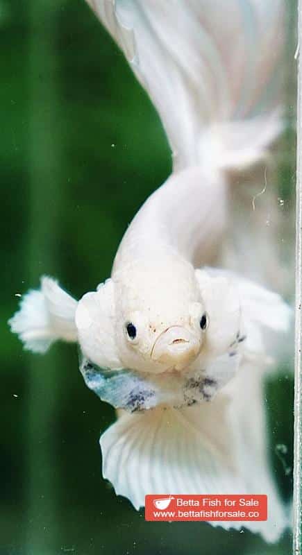 Betta fish OHM Prince of Rose White Dumbo - Image 8