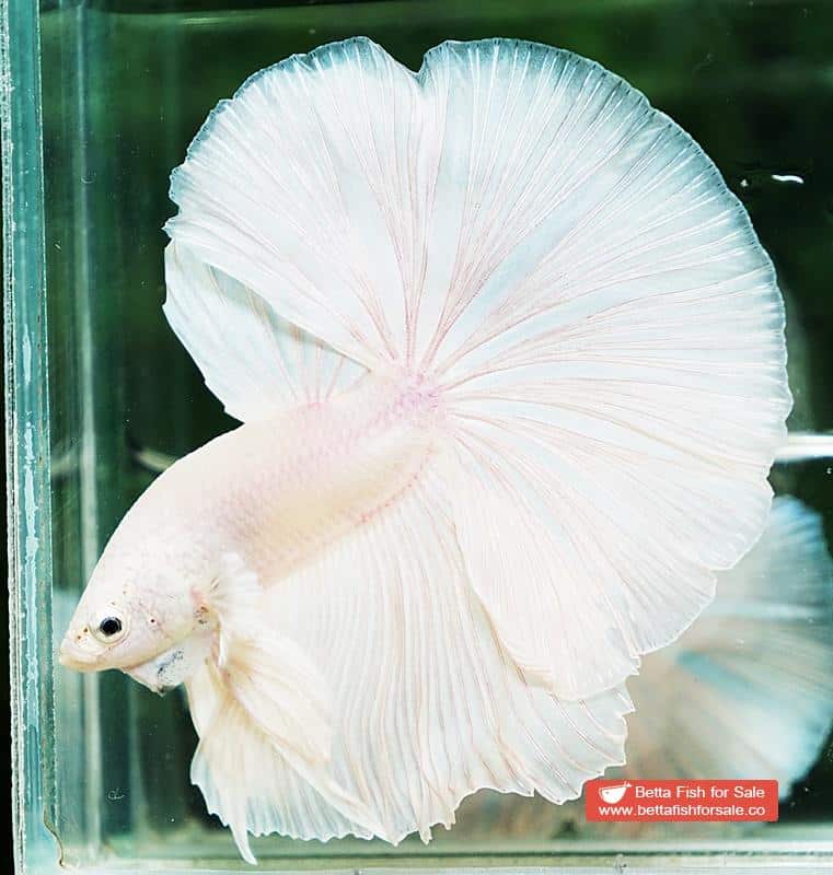 Betta fish OHM Big White Unicorn - Image 2