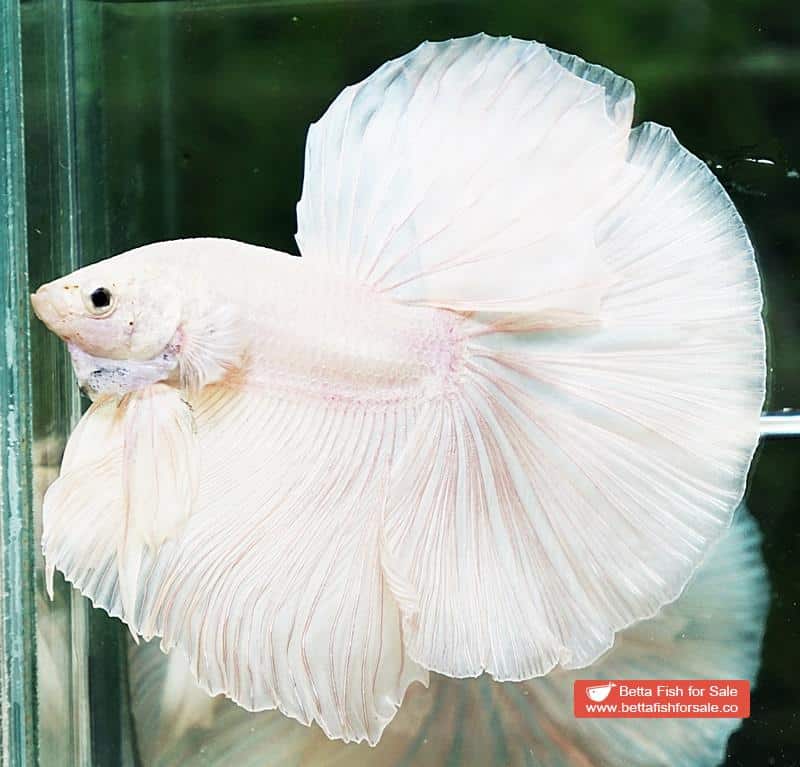Betta fish OHM Big White Unicorn - Image 4