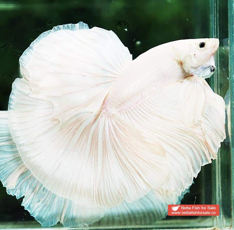 Betta fish OHM Big White Unicorn - Image 3