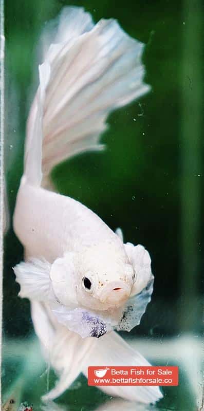 Betta fish OHM Big White Unicorn - Image 5
