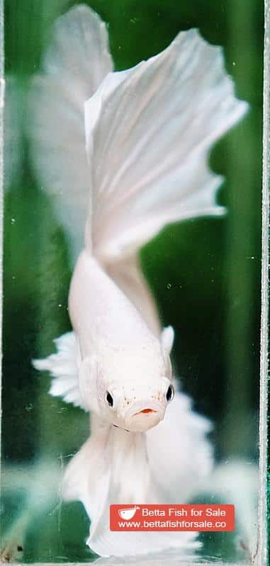 Betta fish OHM Big White Unicorn - Image 6