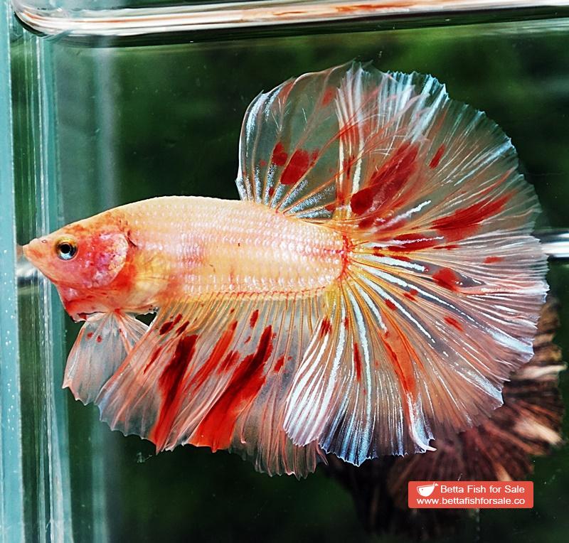 Betta fish OHM Armageddon Meteor - Image 2