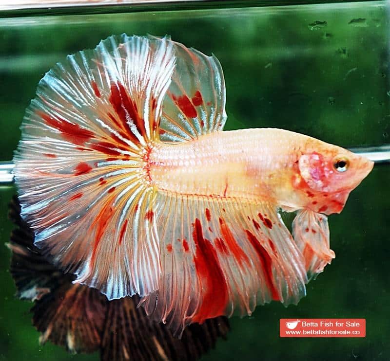 Betta fish OHM Armageddon Meteor - Image 5