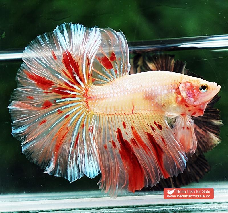 Betta fish OHM Armageddon Meteor - Image 3