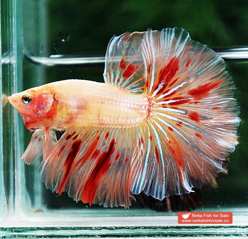 Betta fish OHM Armageddon Meteor - Image 4